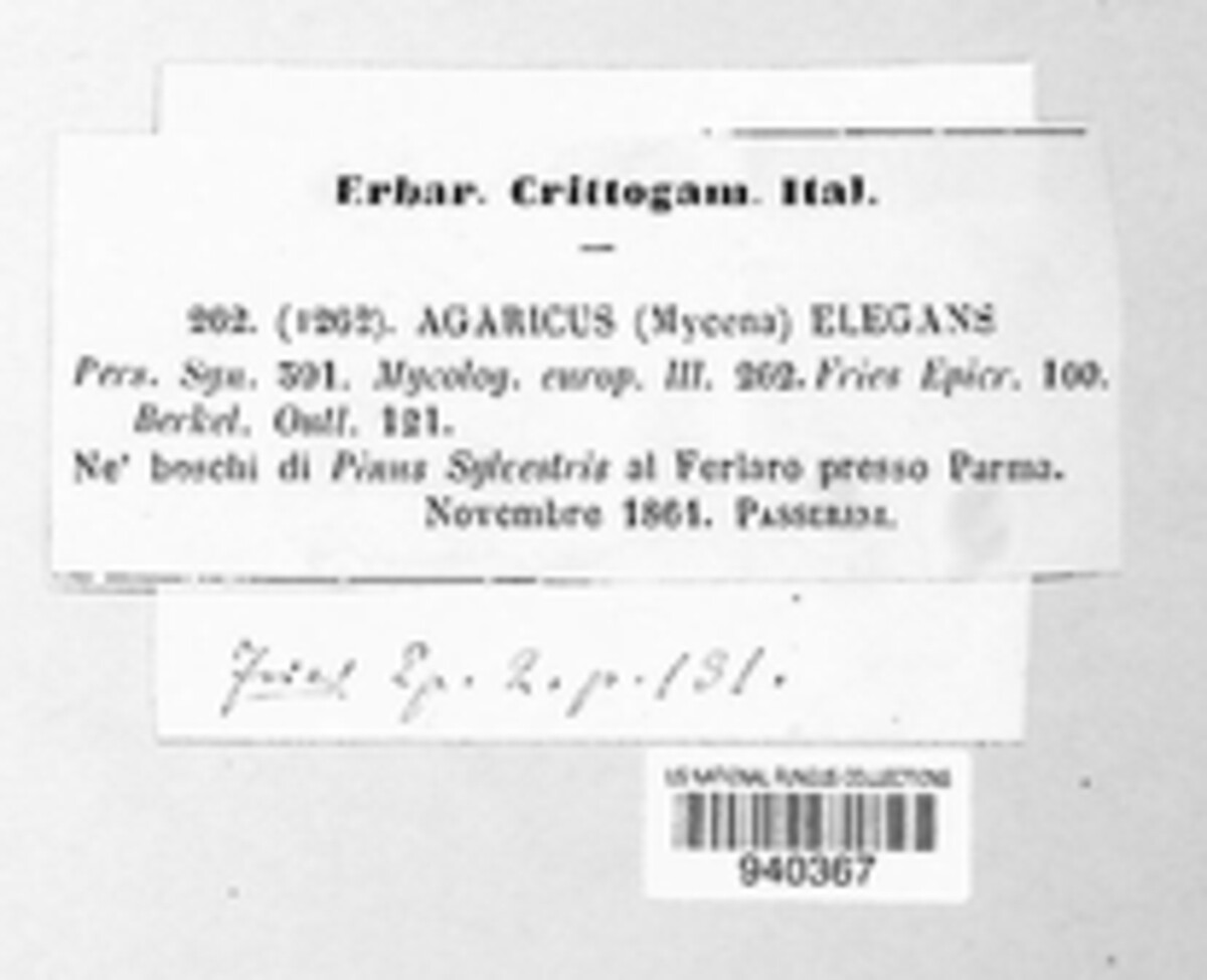 Mycena aurantiomarginata image